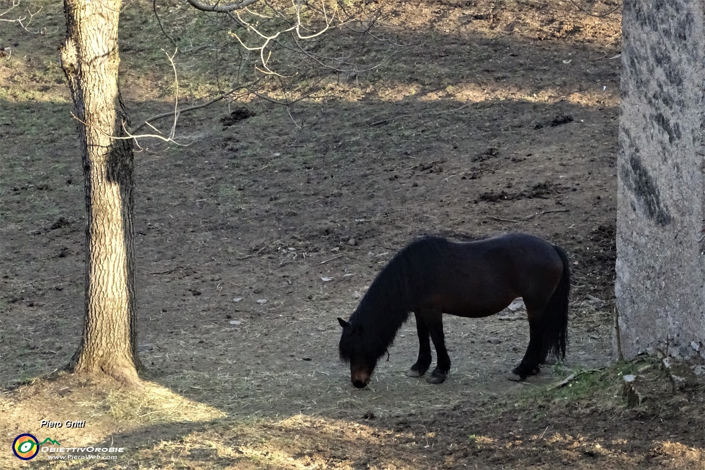 67 Zoom su cavallo intento a fare merenda....JPG